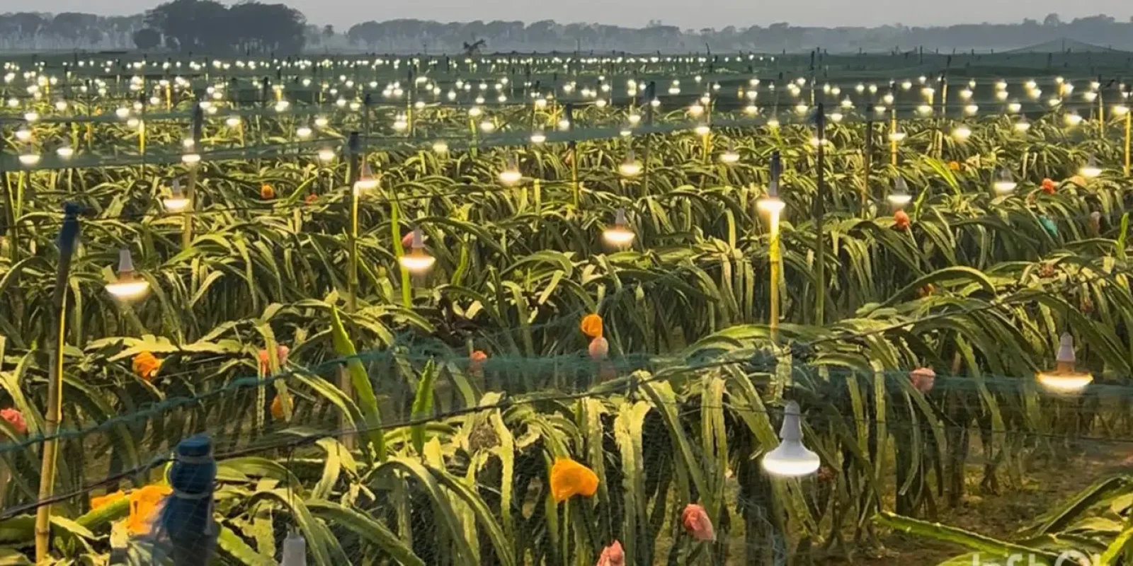 শার্শায় কৃত্রিম আলোয় ড্রাগন চাষ