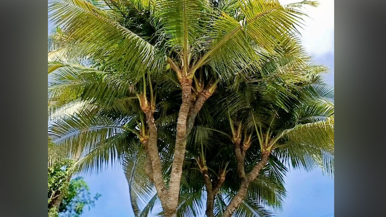 নাটোরে ১৩ মাথার নারকেল গাছ দেখতে দর্শনার্থীদের ভিড়