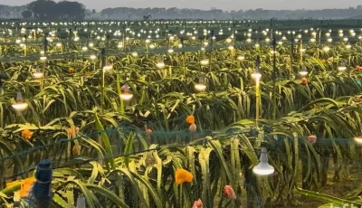 শার্শায় কৃত্রিম আলোয় ড্রাগন চাষ