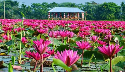 মুগ্ধতা ছড়াচ্ছে বরিশালের লাল শাপলার বিল